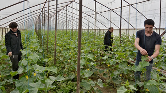 Three people inspect crops in a greenhouse.