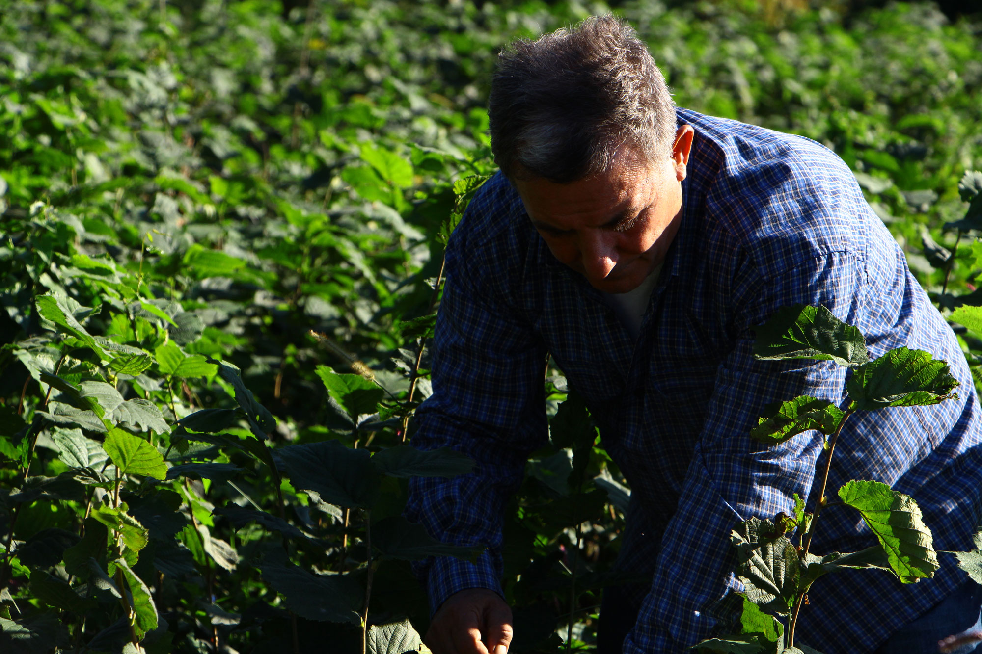 A man kneels down in a field to tend to his garden.