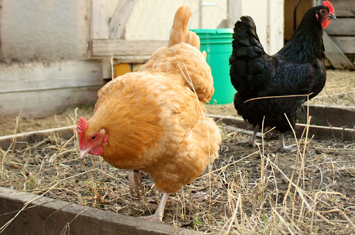 Two chickens, one light brown and one black, stand in hay.