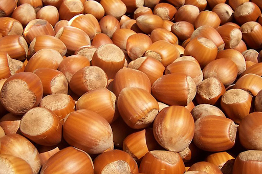 A close-up image of a large group of hazelnuts.