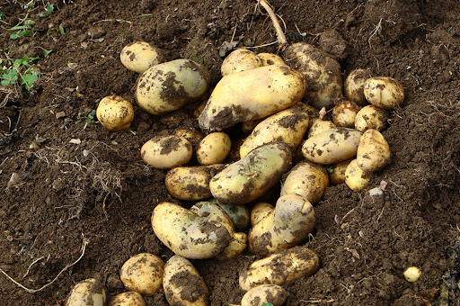 Several potatoes laying in the dirt.
