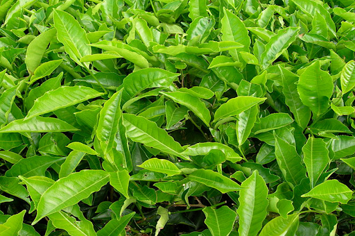 A close-up image of green tea leaves growing in a field.