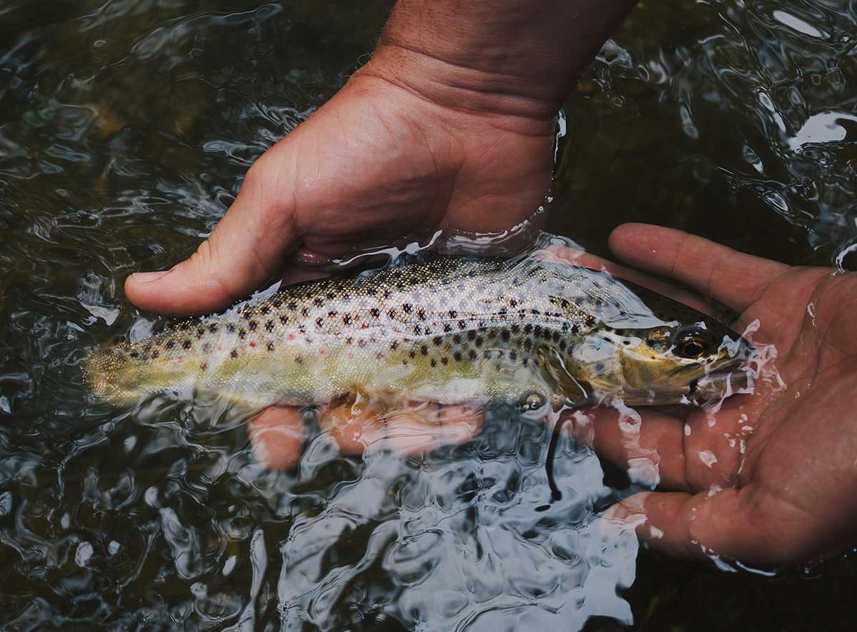 A person holds a trout underwater.