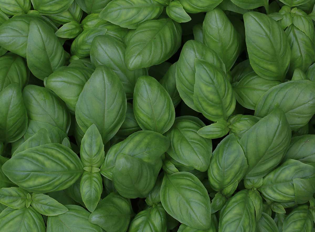 An overhead shot of a bunch of basil.