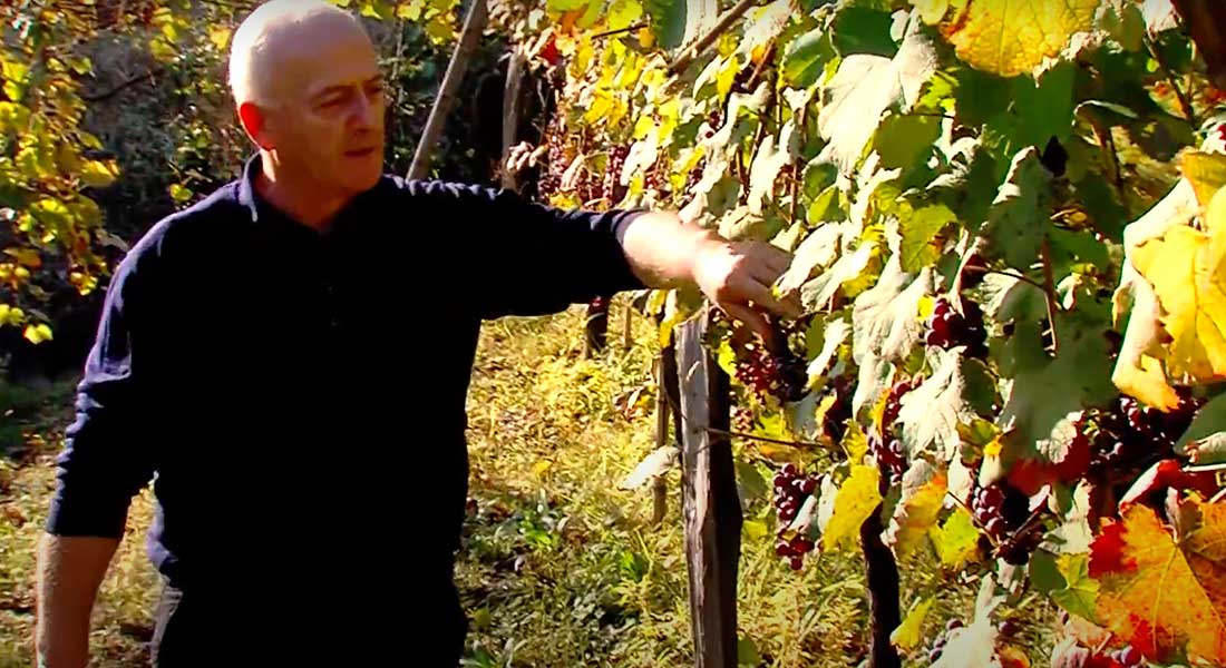 A man walks through a vineyard and tests some of the grapes.