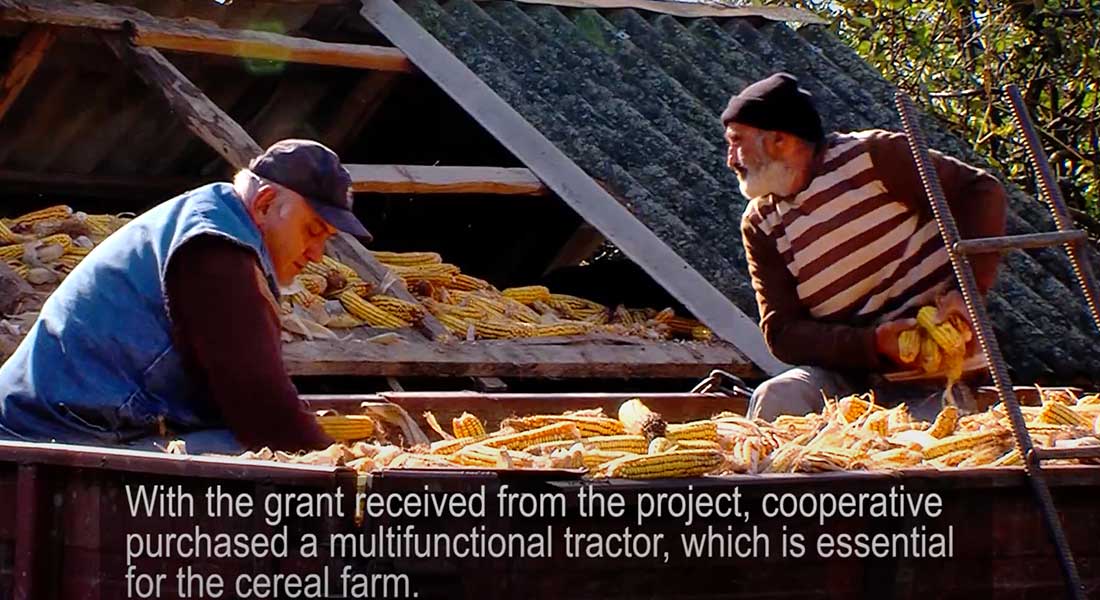 Two men wearing long sleeves and hats gather corn from a large container and move it into another container nearby.