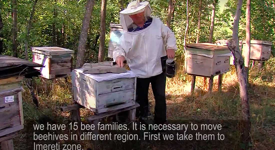 A man wearing a beekeeper suit holds a metal can of smoke in one hand as he walks by hives.